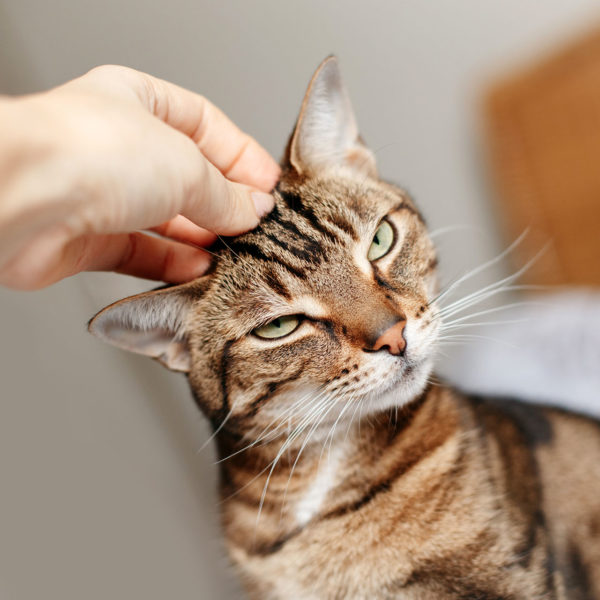 Qué hacer si un gato está estresado cómo calmar a los gatos nerviosos