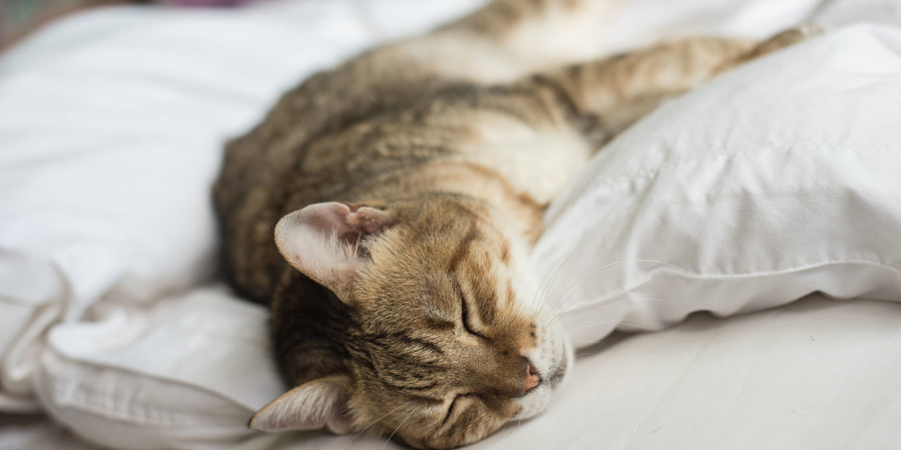 ¿Cómo hacer que mi gato duerma en su cama?