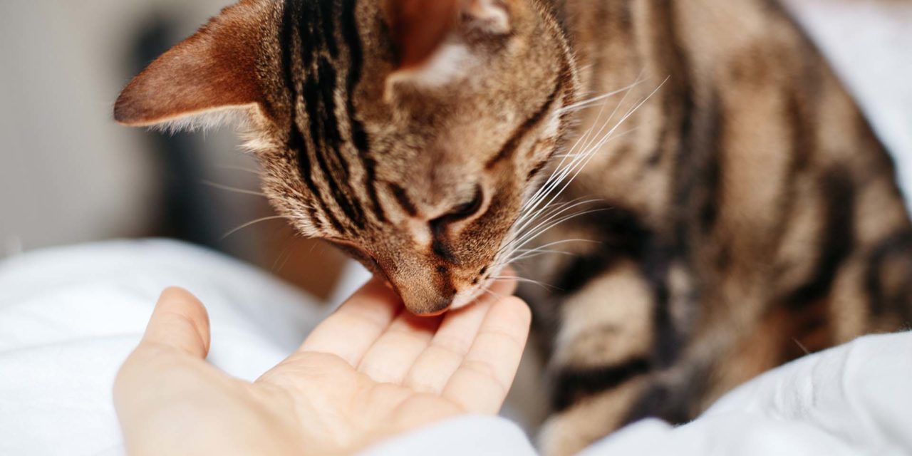 ¿Qué perciben los gatos en las personas?