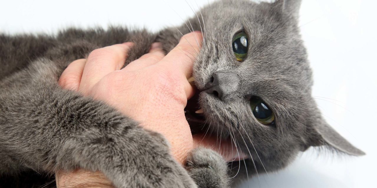 ¿Por qué mi gato me muerde y cómo solucionarlo?