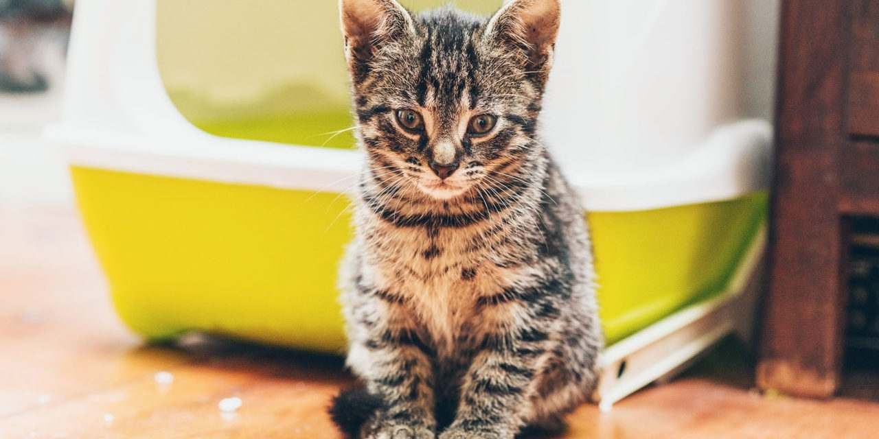 ¿Cómo cambiar de sitio el arenero del gato para que salga bien?