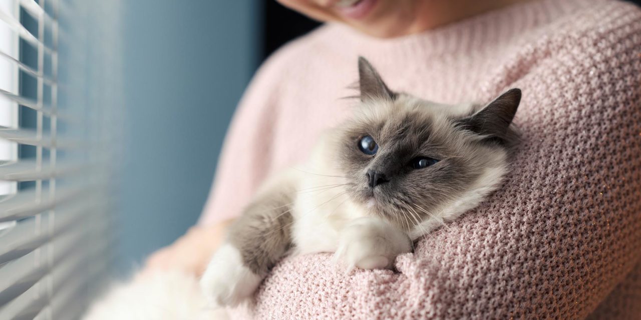 ¿Cómo calmar a un gato? consejos y trucos