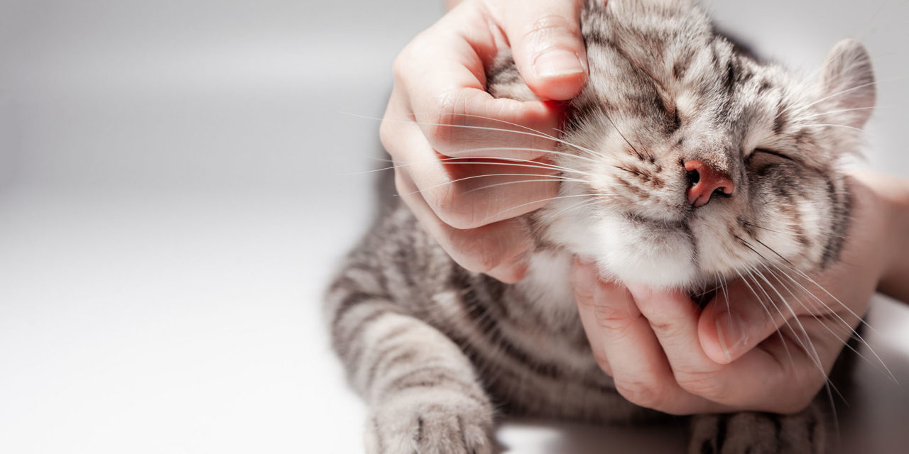 ¿Dónde acariciar a un gato? Todas las claves