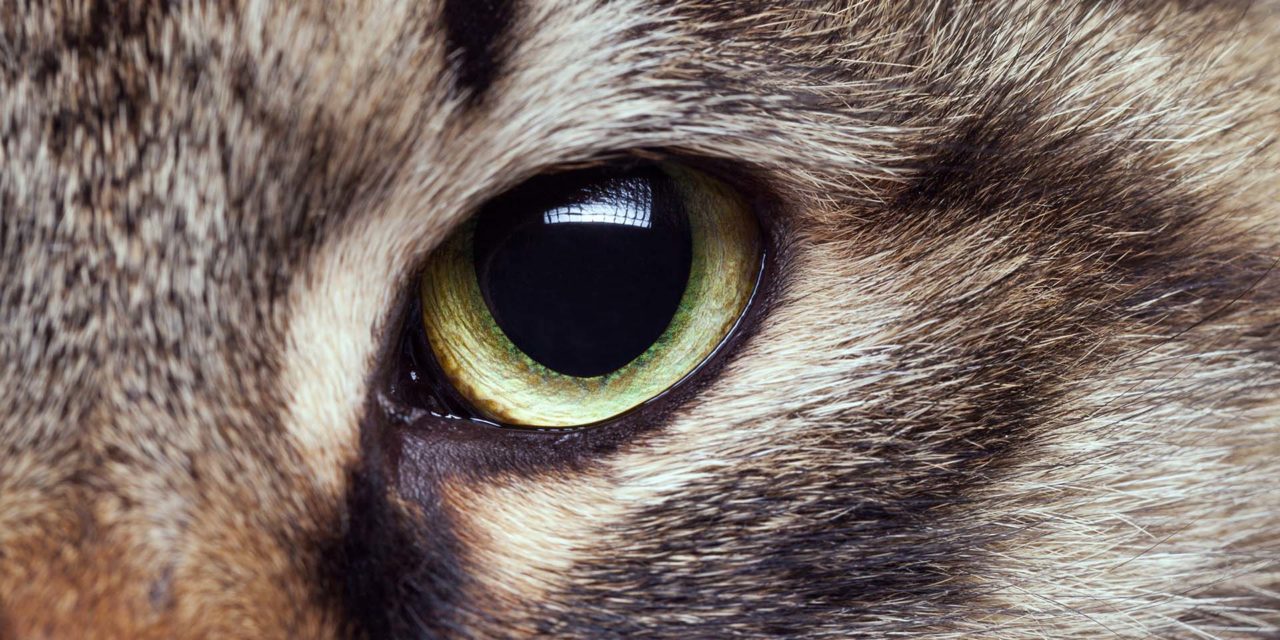 La visión de los gatos: ¿Qué ven ellos?