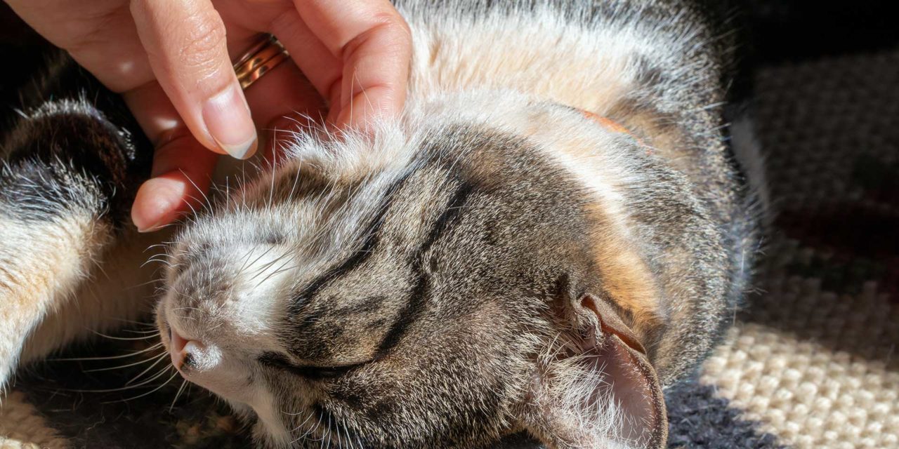 ¿Por qué los gatos ronronean?