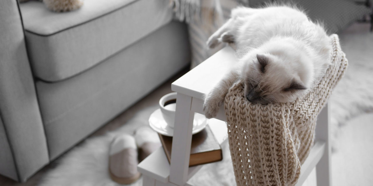 5 beneficios de tener un gato en casa