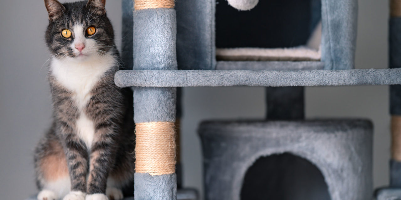 Rascadores para gatos: 6 claves para escoger el mejor para tu felino