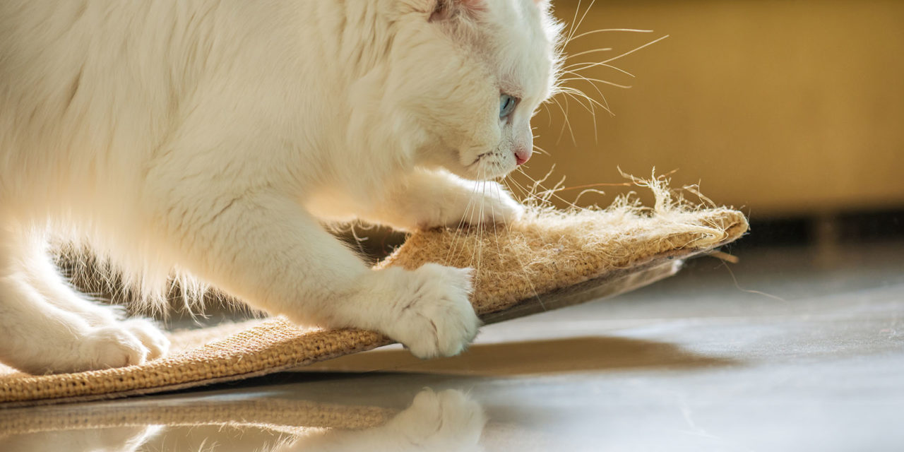 ¿Cómo enseñar a un gato a usar el rascador?