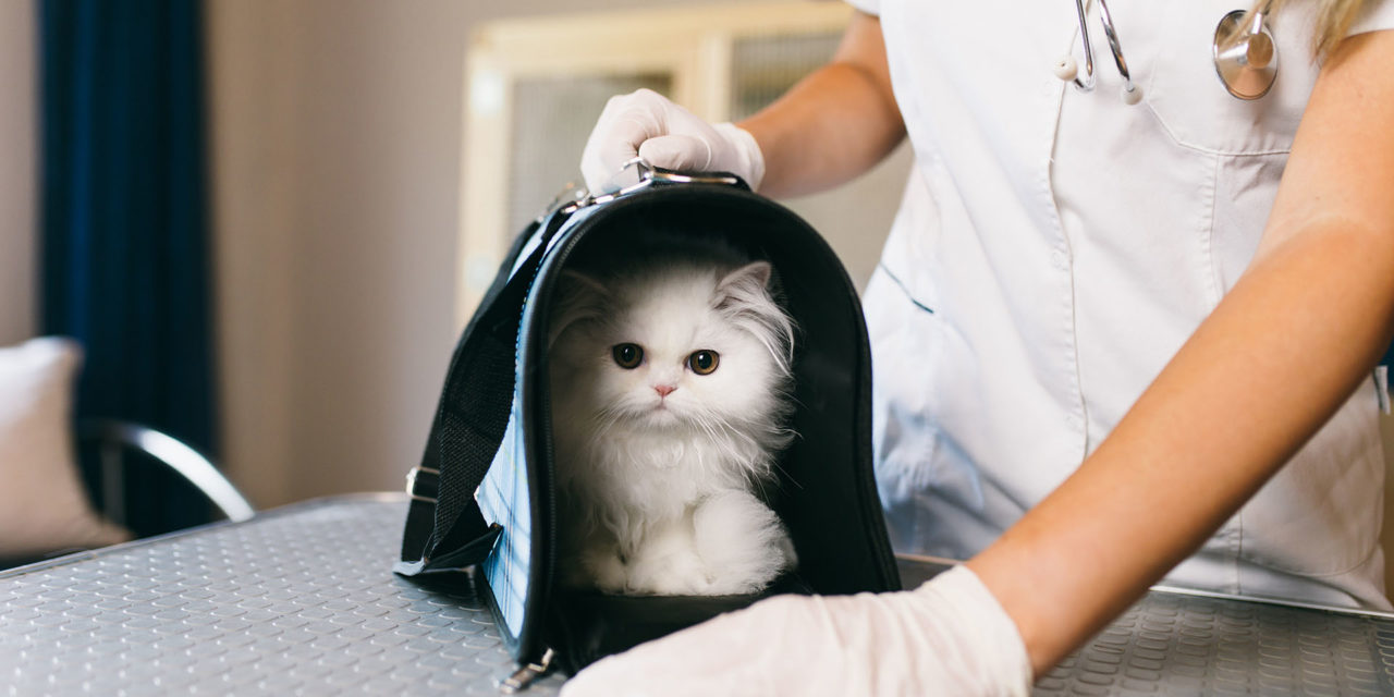 ¿Cómo llevar al gato al veterinario sin que sufra?