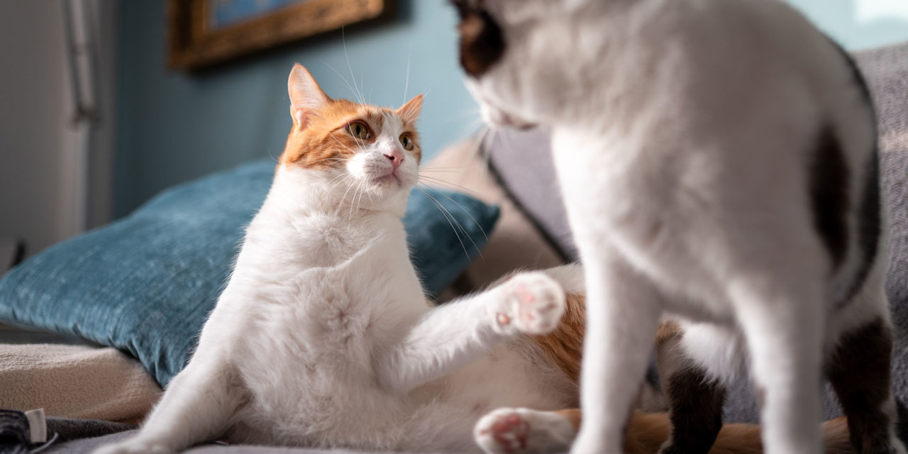 Mi gato corre como loco por toda la casa, ¿qué hago?