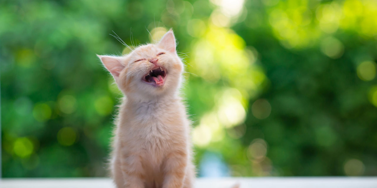 8 cosas que debes saber antes de adoptar un gato