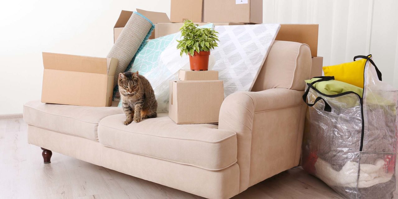 Mudanza y gatos: Guía completa
