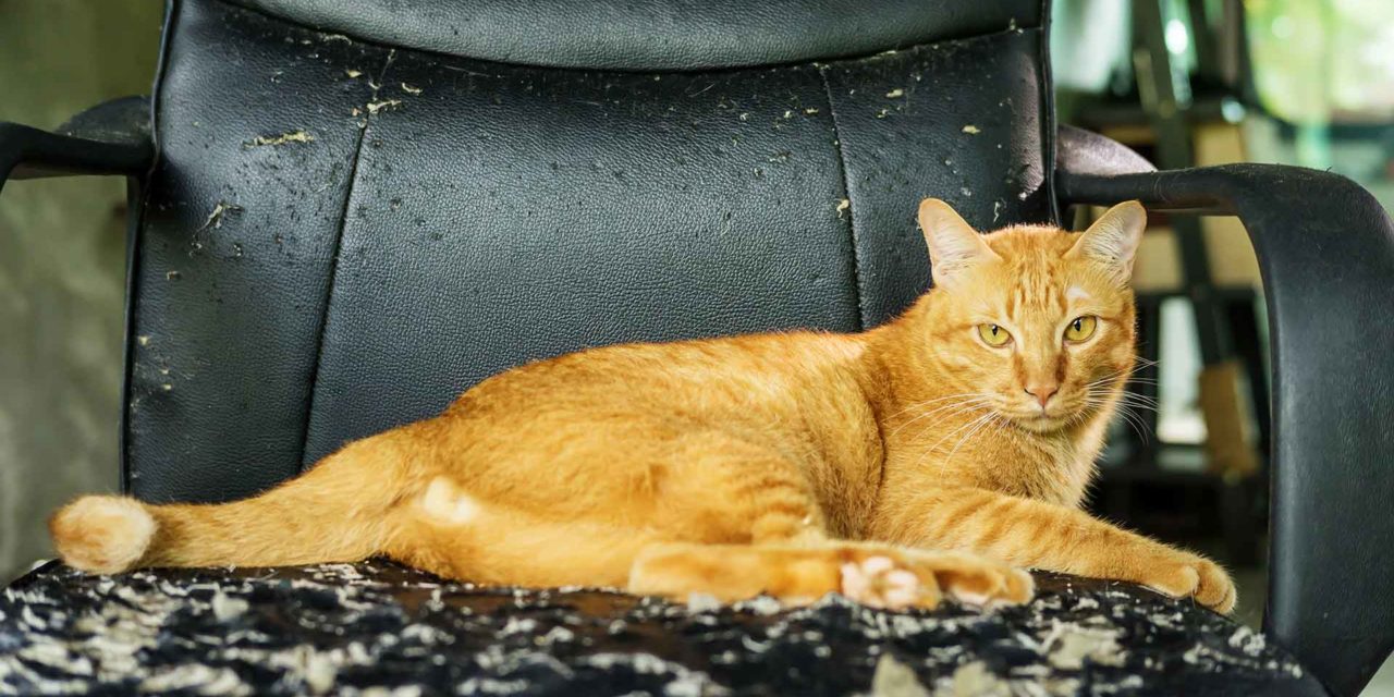 ¿Cómo evitar que el gato rasque el sofá?