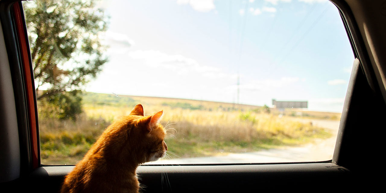Viajar con gatos en coche: Todo lo que tienes que saber