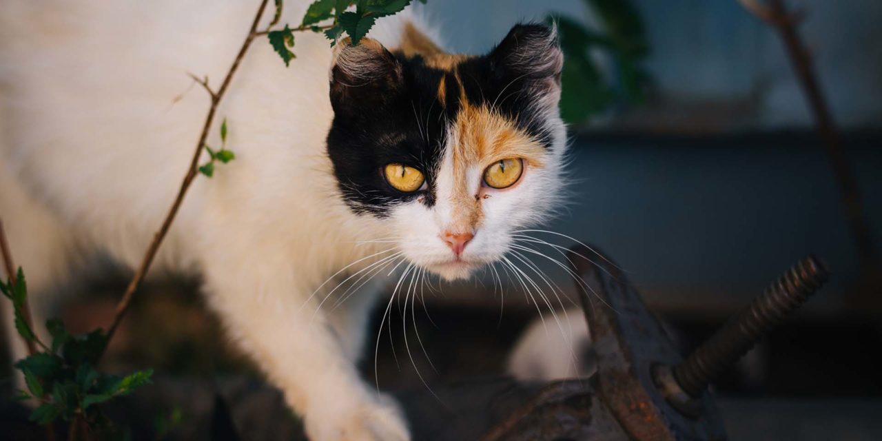 ¿Cómo ganarte la confianza de un gato callejero?
