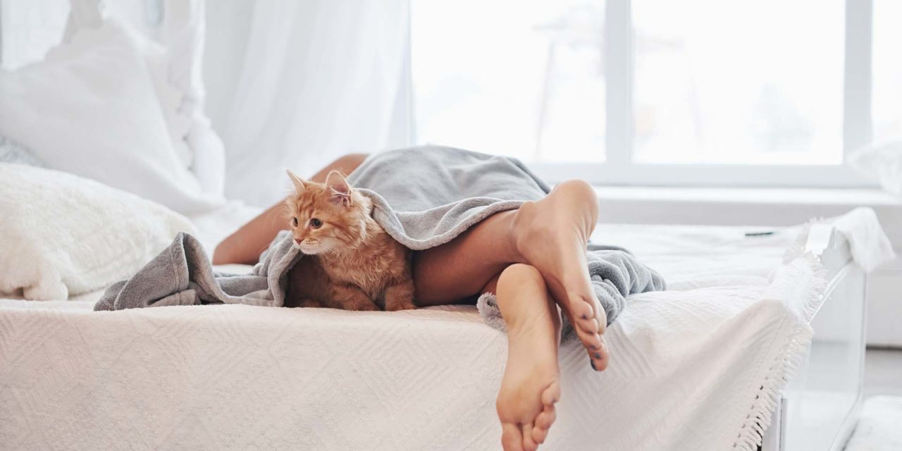 ¿Por qué mi gato duerme entre mis piernas?