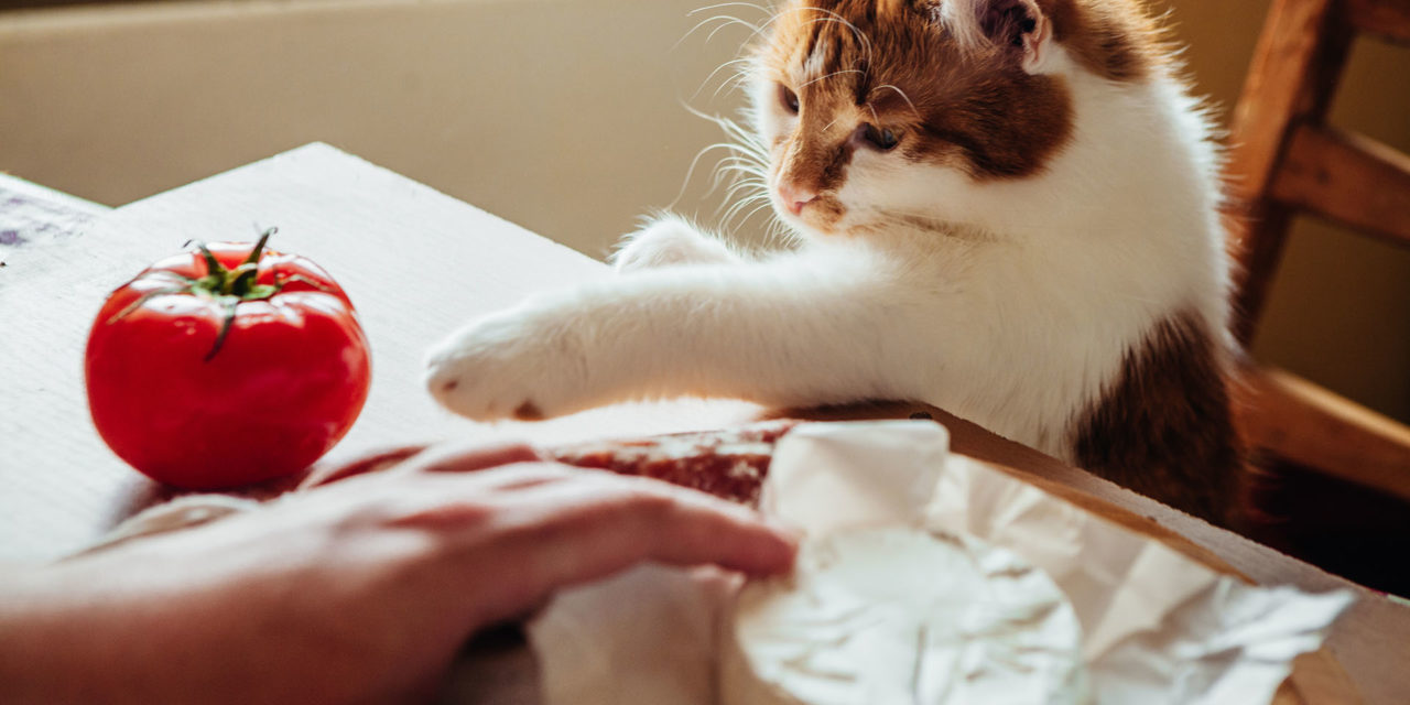13 alimentos «prohibidos» para los gatos