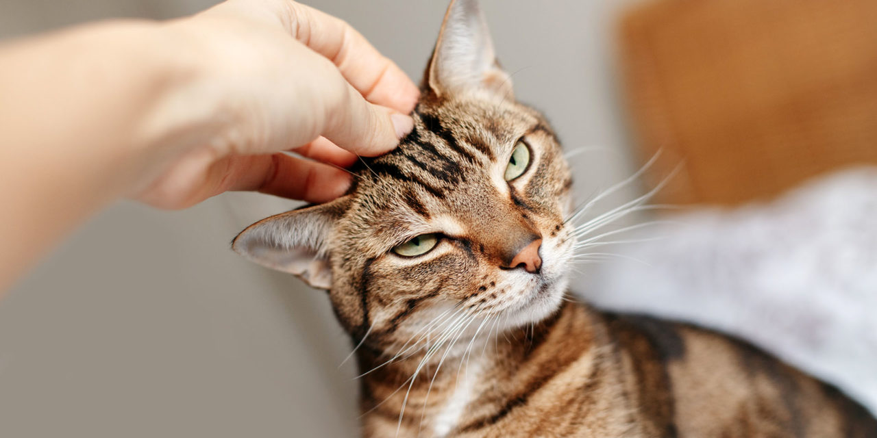 ¿Cómo saber si un gato está estresado?