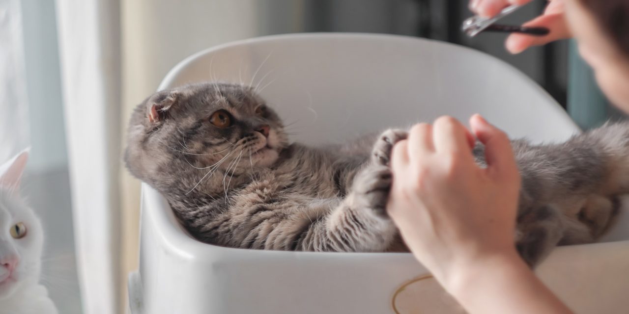 Cortarle las uñas al gato: Por qué, cuándo y cómo